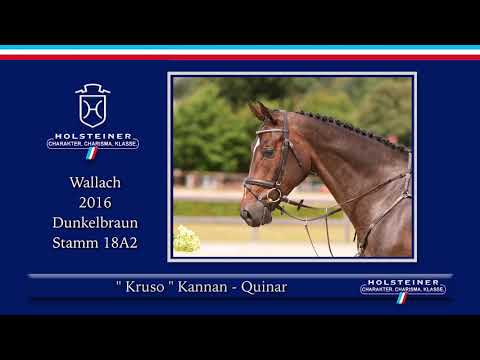 Holsteiner Elite-Reitpferdeauktio | Nr. 126 - Kruso