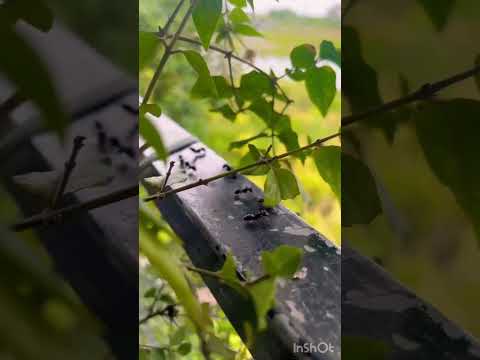 Ant Life #nature #music #bangladesh #bohemian #bohemian2419 #beauty