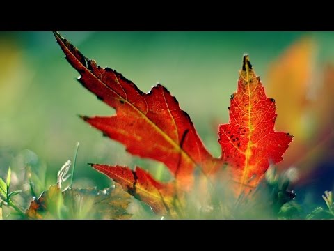 Max Denoise ft Anthya - ELUSIVE (Original Mix)