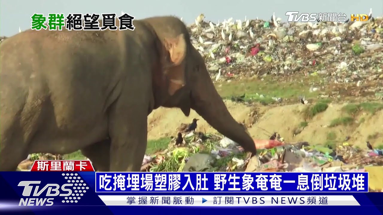 吃掩埋場塑膠入肚 野生象奄奄一息倒垃圾堆