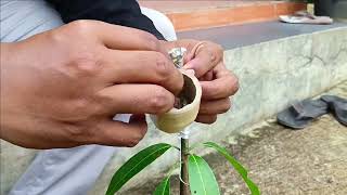 Download lagu Cara Menyambung Pucuk Mangga mp3 Download lagu Cara Menyambung Pucuk Mangga mp3