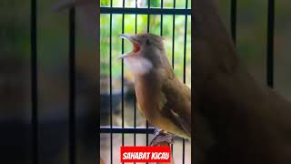 Download lagu sahabat kicau, tembakan mewah cucak jenggot lokal #masterancucakjenggot #kicaumania #jenggotgacor mp3 Download lagu sahabat kicau, tembakan mewah cucak jenggot lokal #masterancucakjenggot #kicaumania #jenggotgacor mp3