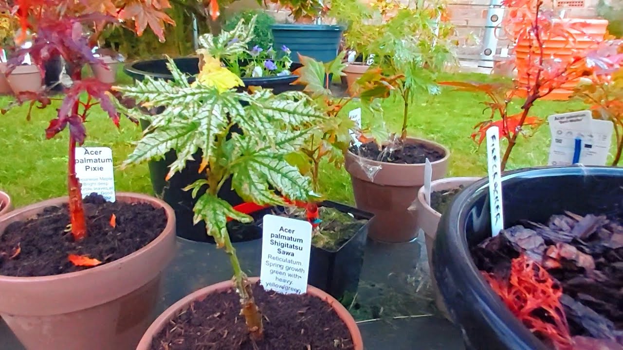 What is the rarest Japanese maple? Ask Library