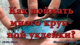 Снасть для ловли уклейки показать