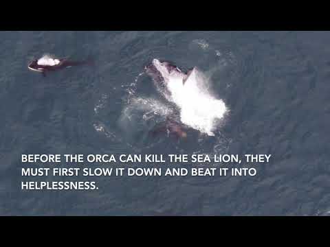 Orca Vs Huge Sea Lion on the Drone!