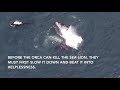 Orca Vs Huge Sea Lion On The Drone