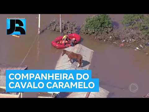 Cavalo que ficou sobre telhado de casa nas enchentes de 2024 no RS ganhou uma companheira