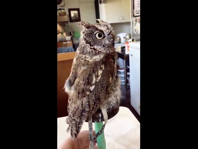 Удивительная стабилизация у совы