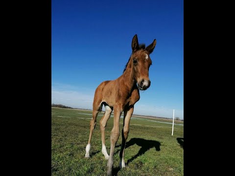 "Zealous in love" Hannoveraner Stutfohlen von Zoom x Flanagan