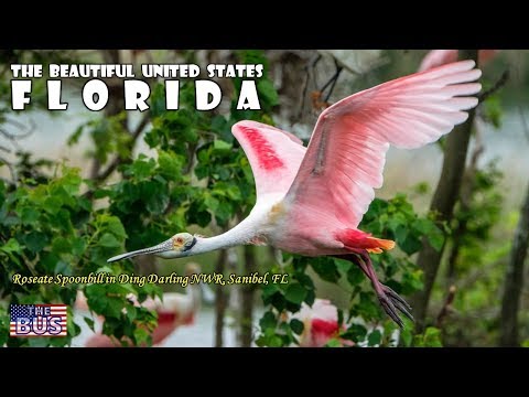 USA Florida State Symbols/Beautiful Places/Song SWANEE RIVER w/lyrics