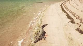 preview picture of video 'Crocodiles at Seisia Beach (drone footage)'