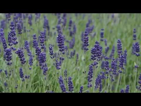 Mija rok - Czerwone Gitary