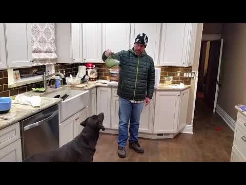 Fun chemistry with dogs!