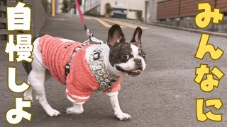 新作の服着てさっそくお散歩に行ったよ🐶