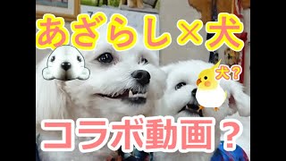 [マルプー」あざらし×犬[ゆっくり]
