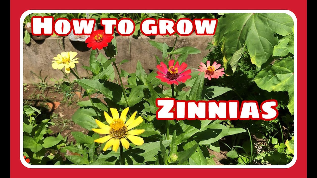 Paano Magtanim ng Zinnia
