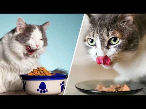 Wet vs Dry Cat Food - Which is Right for Your cat?