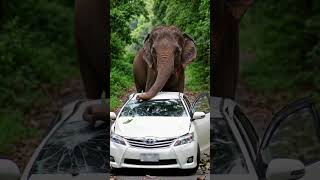 Wild Elephant Attack Car in Brazil AI Animation #wildlife #animation #animals #elephant #funny