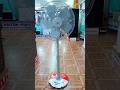 Walton Biggest Stand Fan Walton 24 Inch Pedestal Fan Stand Fan Biggest Fan Shortvideo