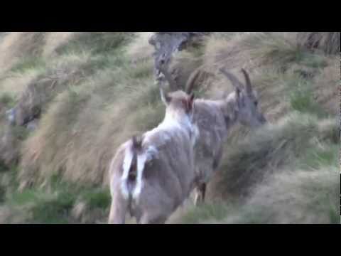 Ibex-bouquetin Grande-Dixence Valais Suisse 28 may 2011-10
