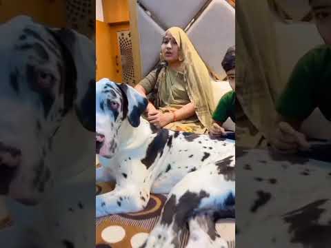 pakstani#bully😡😡👿😡👿