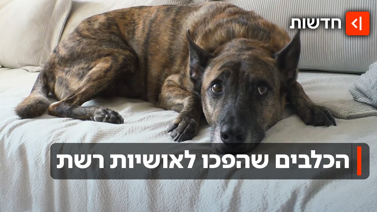 כוכבים עם זנב: הכלבים שהפכו למשפיעני רשת עם מאות אלפי עוקבים