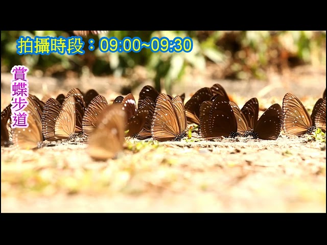 Film for Purple Butterfly2024.1.29