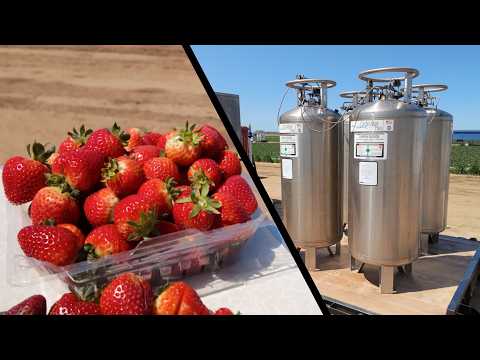 The Secret Ingredient Behind Your Strawberries — A California Farm Story
