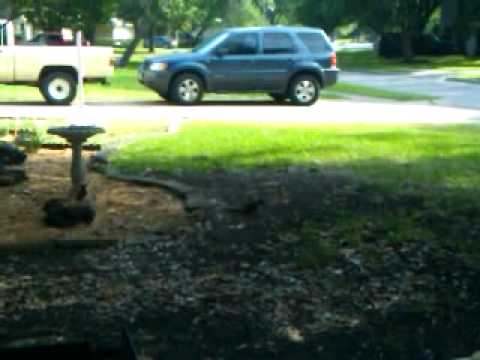 Squirrels on crack..3gp