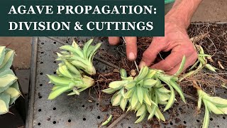 Agave propagation: How to divide Agave and root cuttings with Aaron Selby