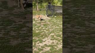 Video preview image #1 Basset Hound-Labrador Retriever Mix Puppy For Sale in Deepwater, NJ, USA