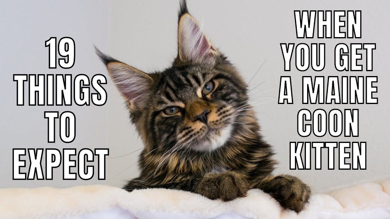 19 Things to Expect When You Get a Maine Coon Kitten