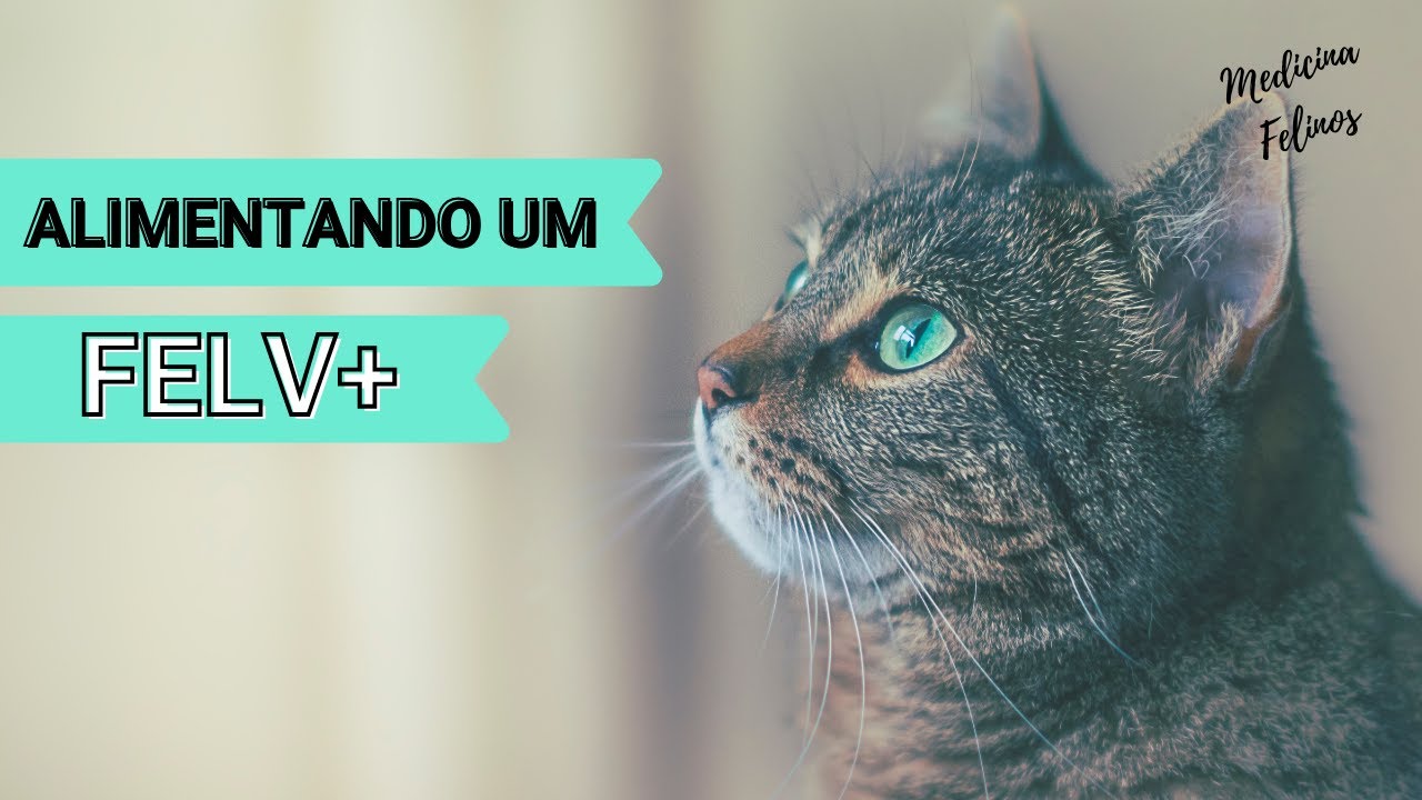COMO DEVE SER A ALIMENTAÇÃO DE UM GATO FELV+ ?