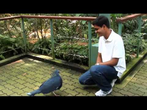 Salute Bird Funny !!!