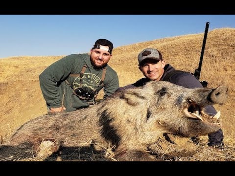 download lagu mp3 mp4 Guide To Hunting Wild Pigs In California, download lagu Guide To Hunting Wild Pigs In California gratis, unduh video klip Guide To Hunting Wild Pigs In California