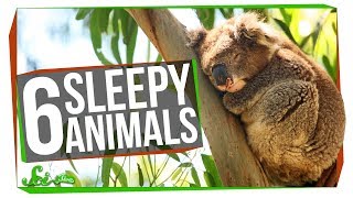 5 Animals That Sleep Too Much (and One That Might Not Need To)