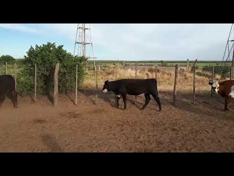 Lote Una jaula de terneros macho y hembra en Pedro Luro