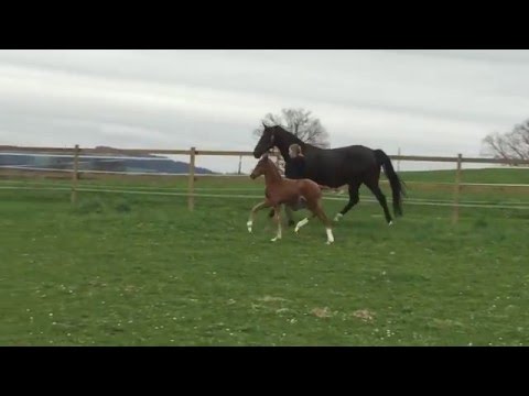 Stutfohlen von  LE VIVALDI