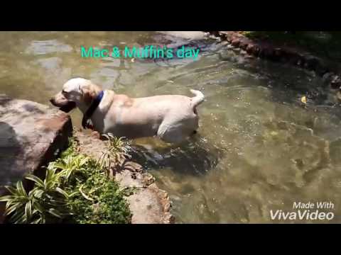 Labrador boy Mac enjoying his outing day