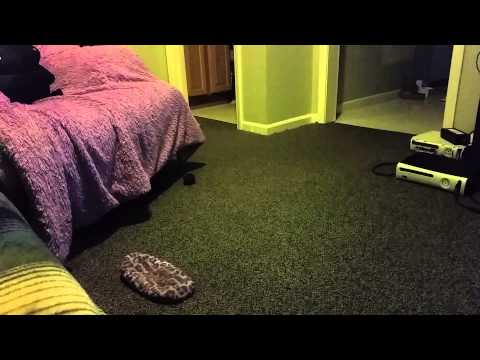 Tiberius vs. Sir Demos:  Thursday Night Fight