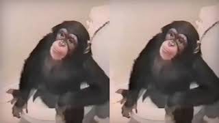 Cover art for monkey in the bathroom