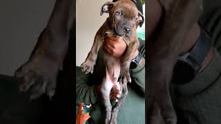 Pitbull puppies on sell