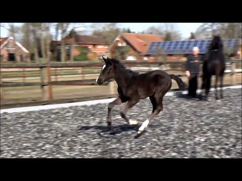 "Viktoria" Vitalis x San Amour born 18.02.18 (Rudilore-Dam-LIne)