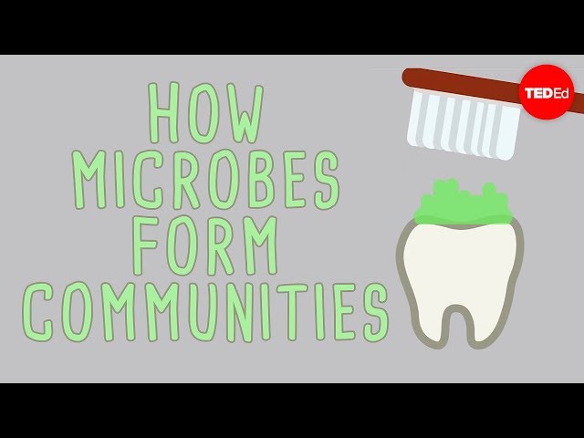 הגיית וידאו של Microbial בשנת אנגלית