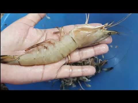 How to clean prawns | Clean and Devein prawns without removing the Shell | Devein Prawns  |कोळंबी