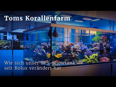 Wie unser SPS-Showtank auf BOLUS reagiert und sich in einem Jahr verändert hat