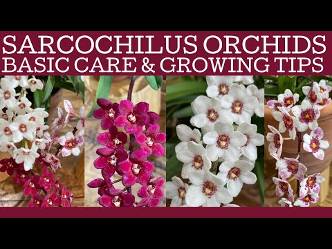 , title : 'Sarcochilus orchid basic care: Australian orchid growing tips.'