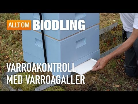 Varroakontroll med varroagaller - Bihälsa - Biodling