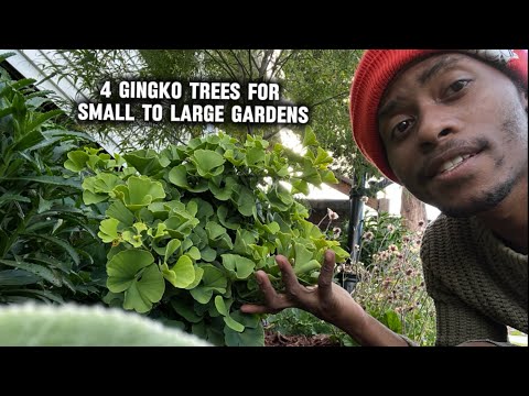 4 Ginkgo Trees 🌳  for Small to Large Gardens |autumn gold | gold spire | Princeton sentry | mariken