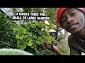 4 Ginkgo Trees 🌳  for Small to Large Gardens |autumn gold | gold spire | Princeton sentry | mariken